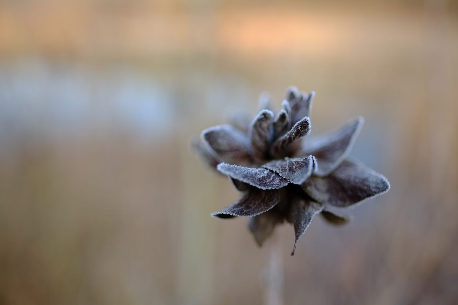 Fujifilm X-Pro1 + Fujifilm XF 16mm F1.4 R WR sample photo. Winter, frost, winter landscape photography