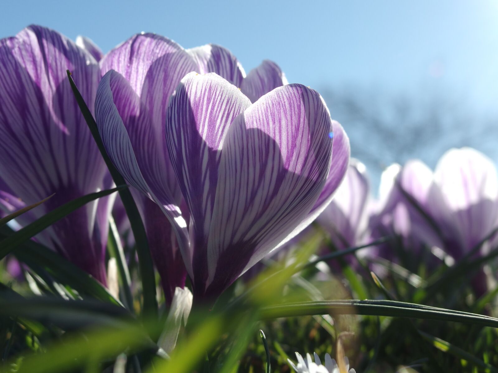 PENTAX RICOH IMAGING PENTAX MX-1 sample photo. Spring, awakening, crocus photography