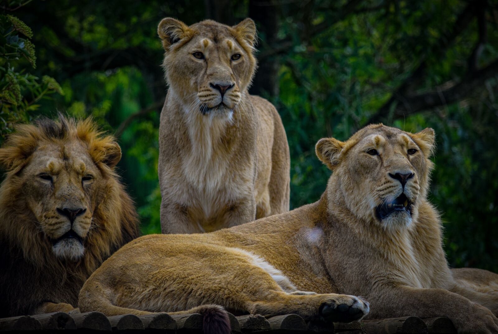 Nikon D5300 sample photo. Lion, predator, africa photography