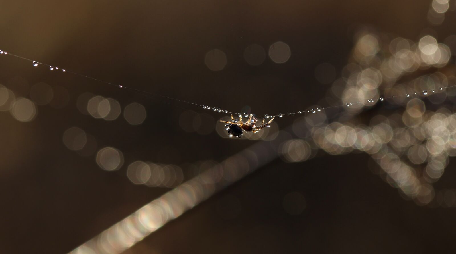 Canon EF-S 60mm F2.8 Macro USM sample photo. Spider, spider web, drops photography