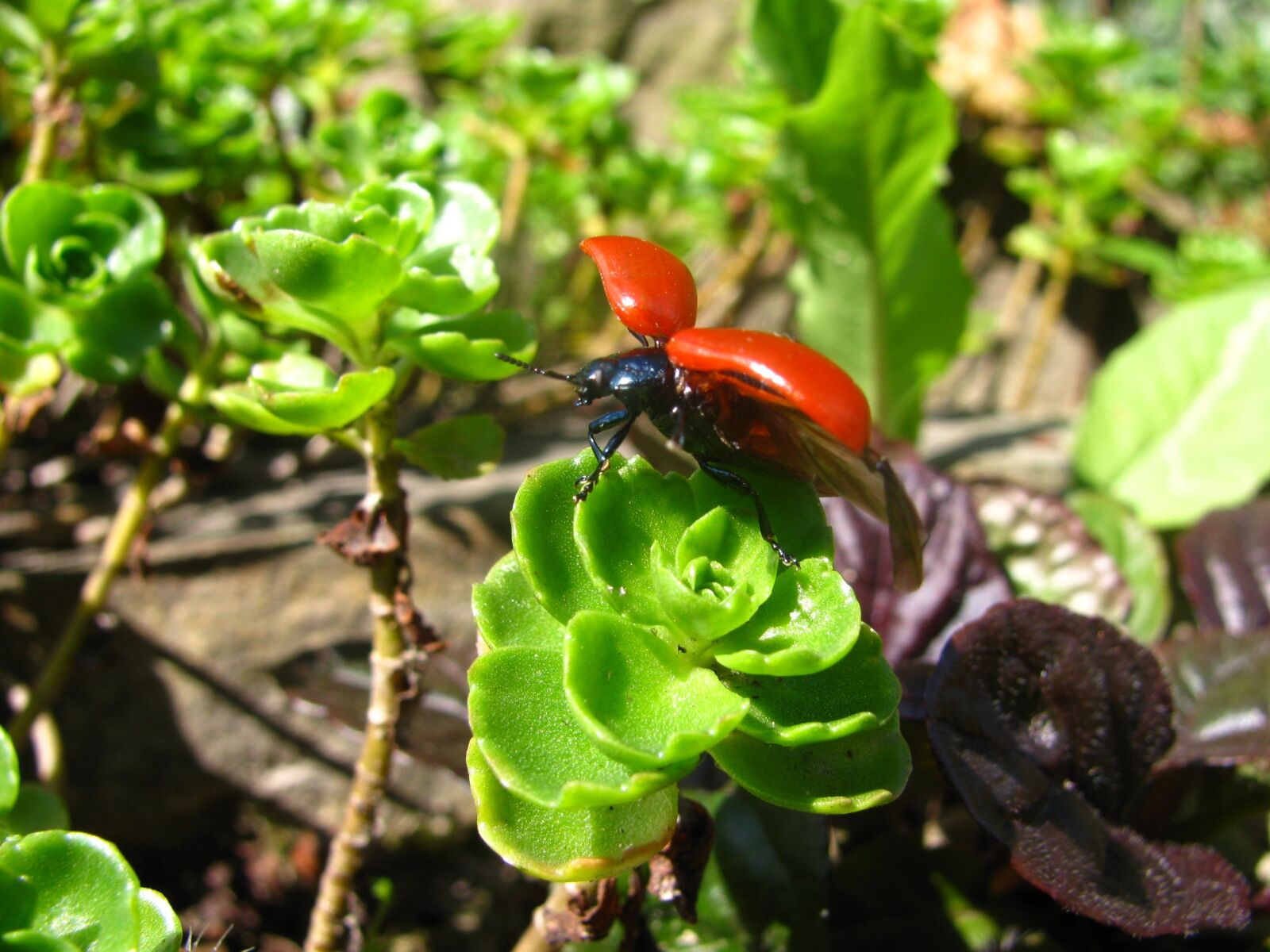 Canon PowerShot SX110 IS sample photo. Beetle, insect, leaf photography