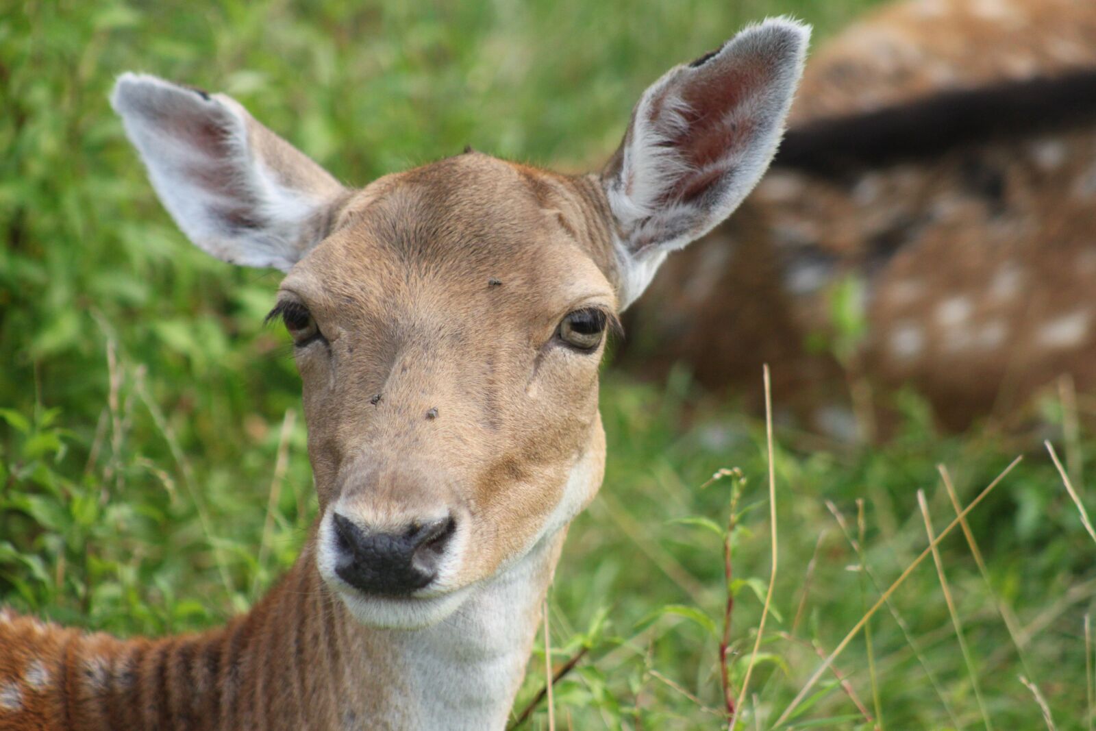 Canon EOS 500D (EOS Rebel T1i / EOS Kiss X3) sample photo. Red deer, wild, nature photography