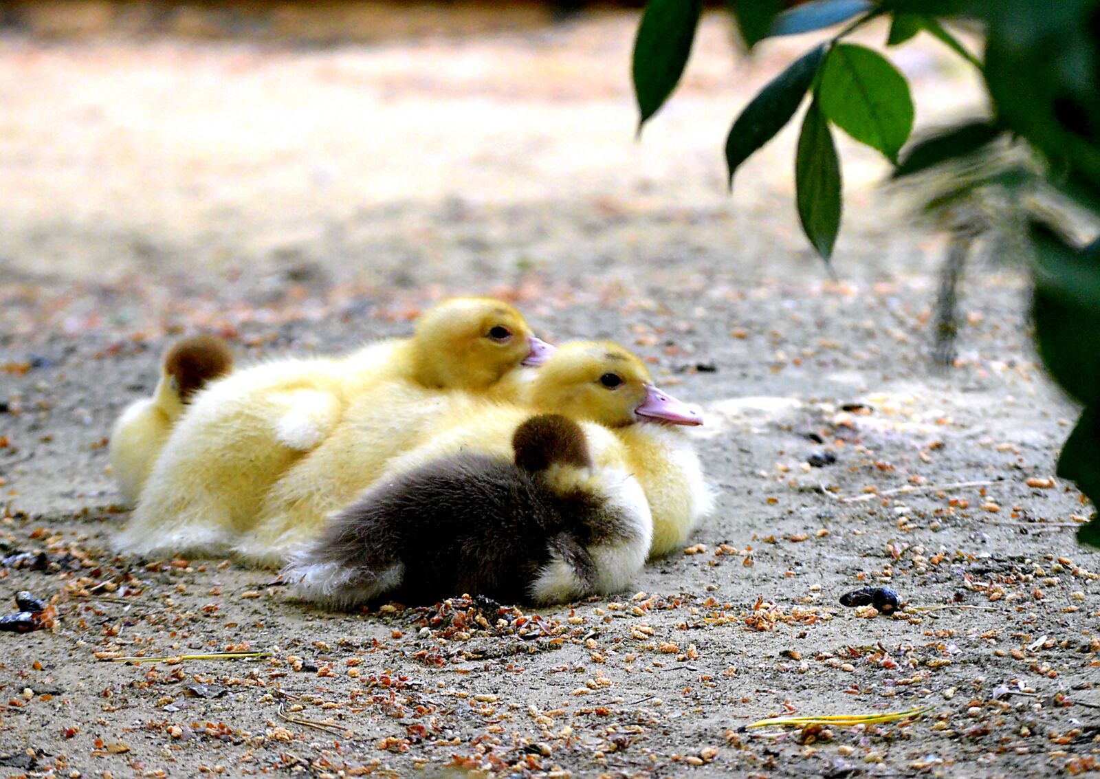Nikon D3200 sample photo. Ducks, chicken, water bird photography