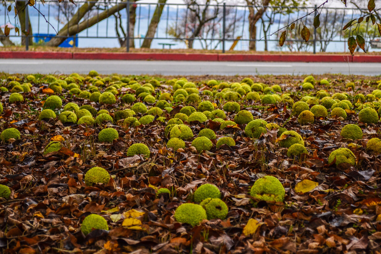 Nikon D3100 sample photo. Autumn, city, park, leaves photography