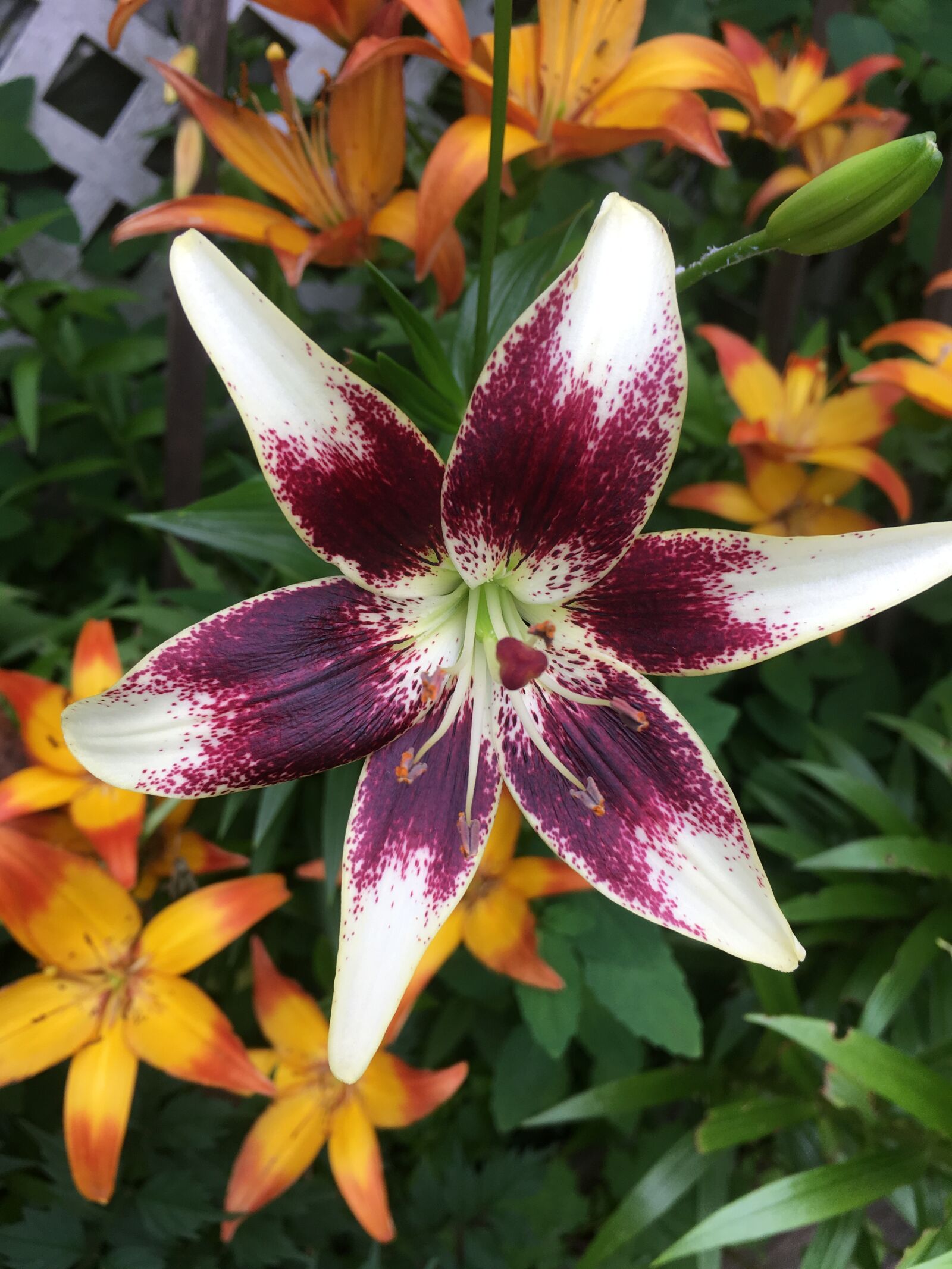 iPhone SE back camera 4.15mm f/2.2 sample photo. Lily, flower, nature photography