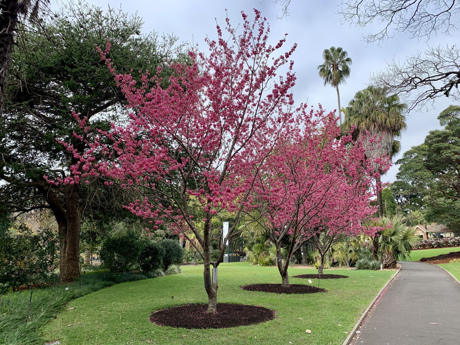 Apple iPhone XR sample photo. Pink, flower, spring photography