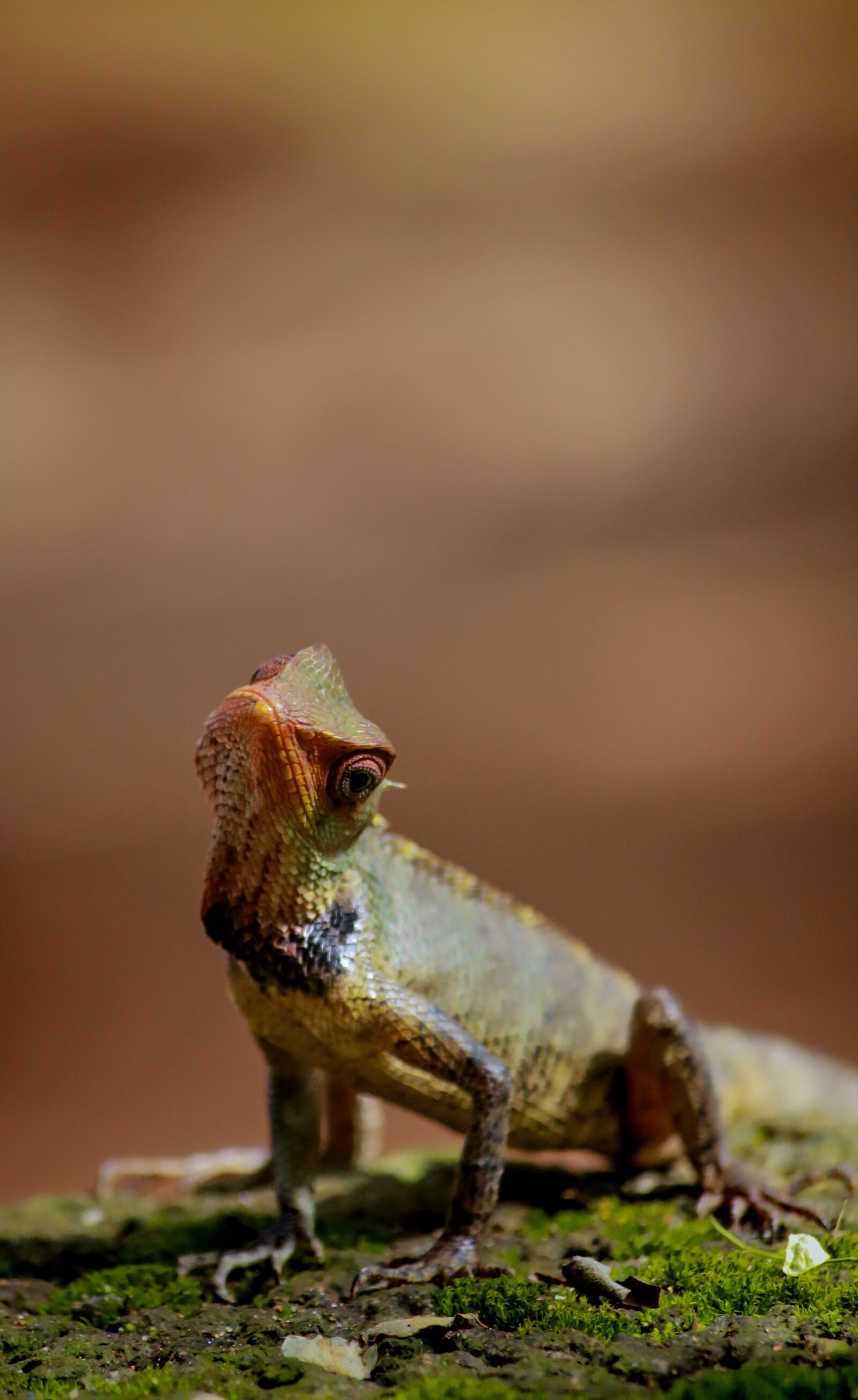 Canon EOS 700D (EOS Rebel T5i / EOS Kiss X7i) sample photo. Chameleon, animal, wild photography