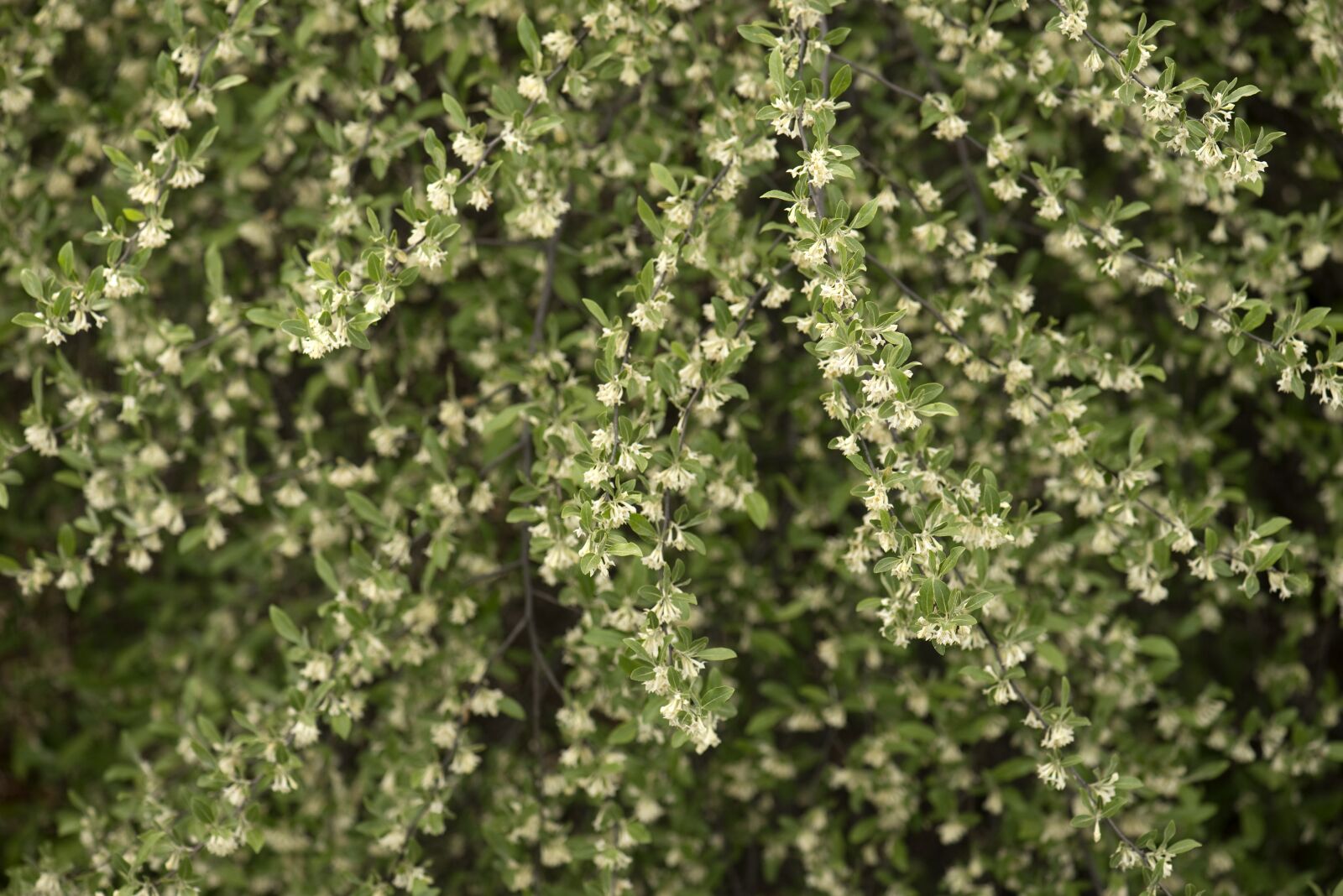 Nikon D610 sample photo. Background, bloom, blooming photography