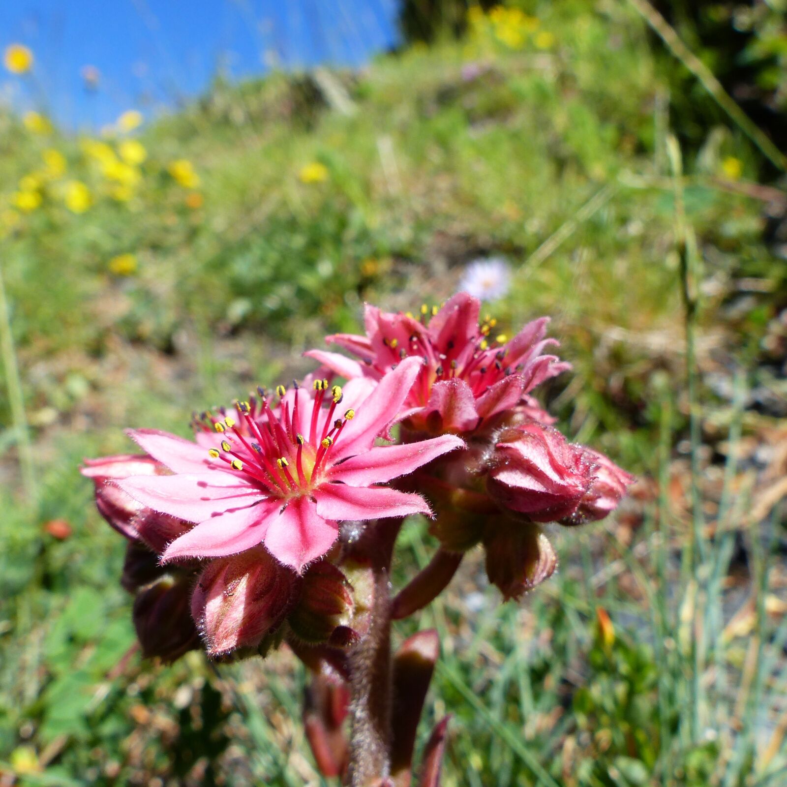 Panasonic Lumix DMC-FZ200 sample photo. Flowers, macro, nature photography