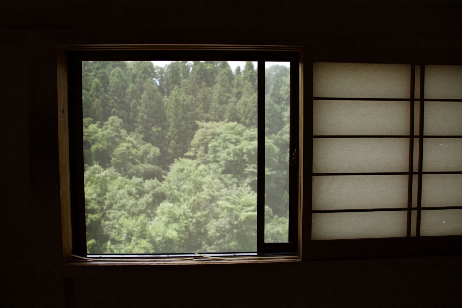 Canon EOS 1200D (EOS Rebel T5 / EOS Kiss X70 / EOS Hi) sample photo. Conifers, dark, fir trees photography