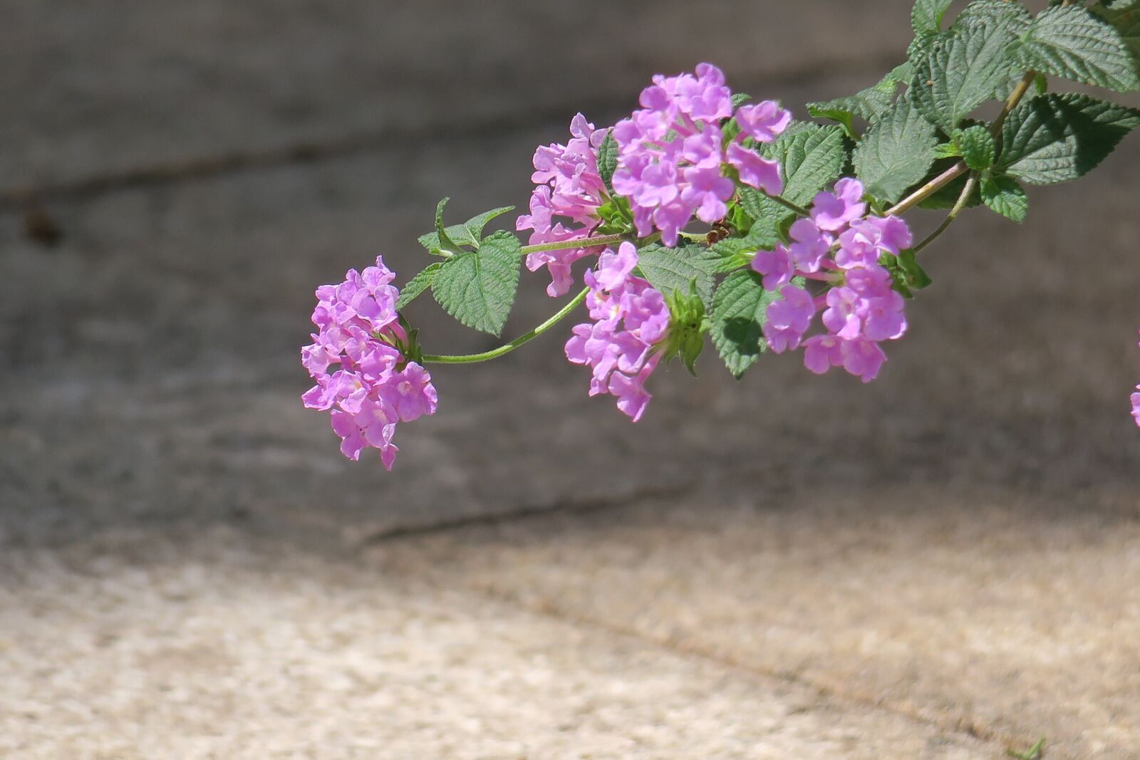 Canon PowerShot G3 X sample photo. Nature, plant, flower photography