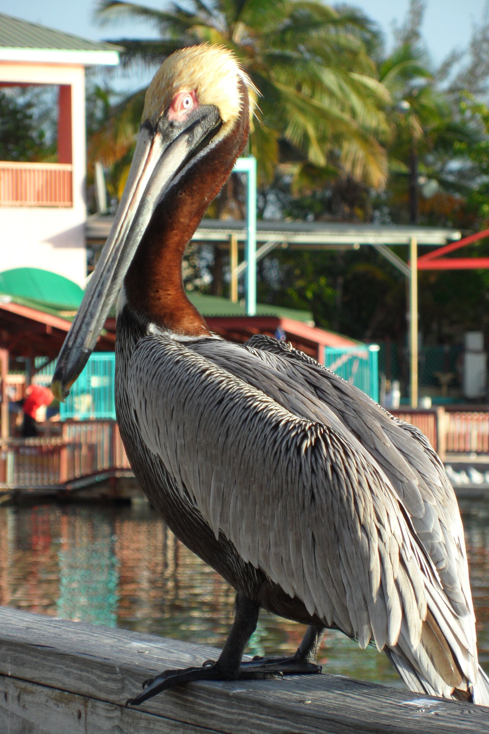 Samsung VLUU ST5500, ST5500, CL80 sample photo. Bird, pelican, nature photography