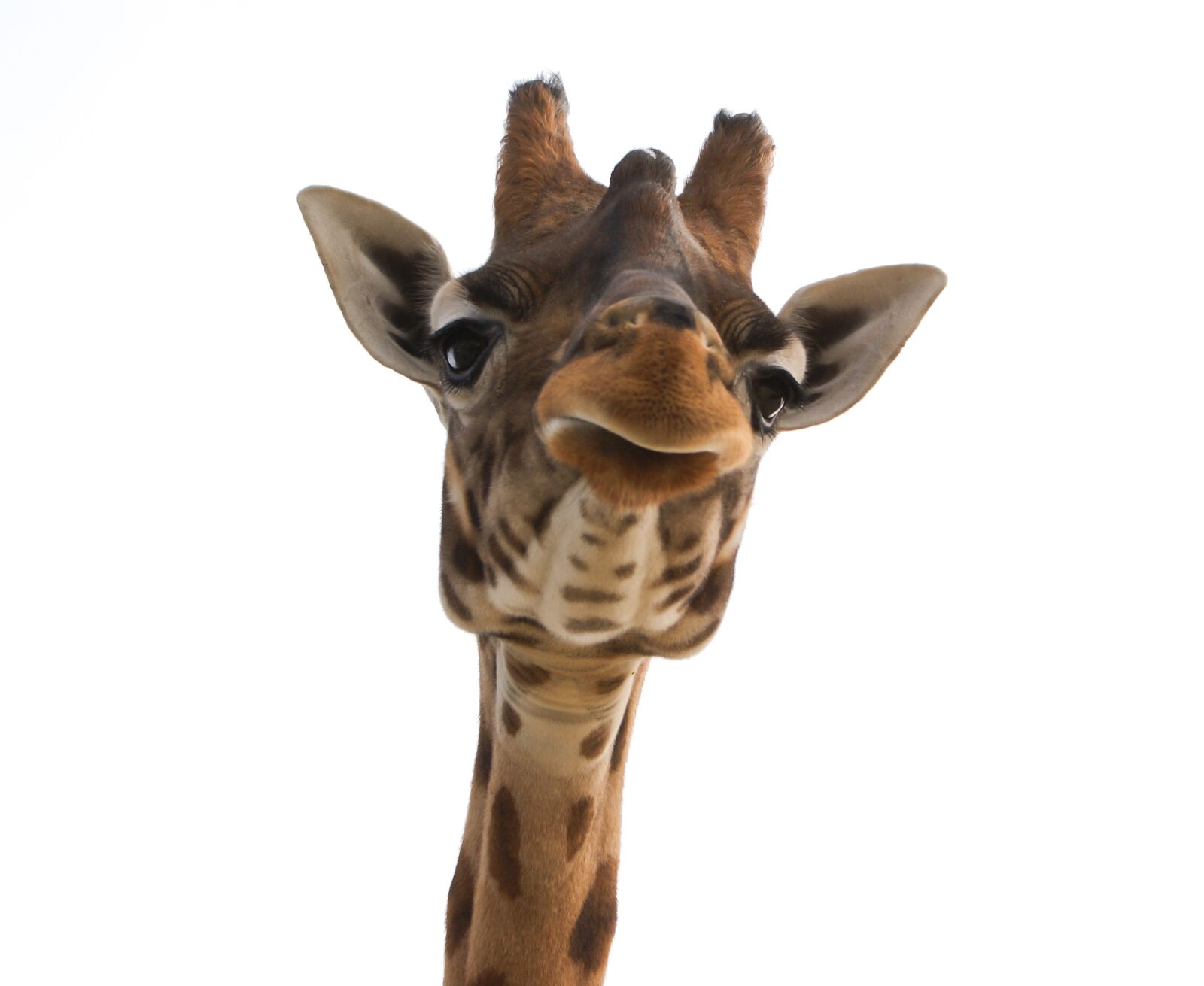Sony Alpha DSLR-A300 sample photo. Giraffe, head, zoo photography