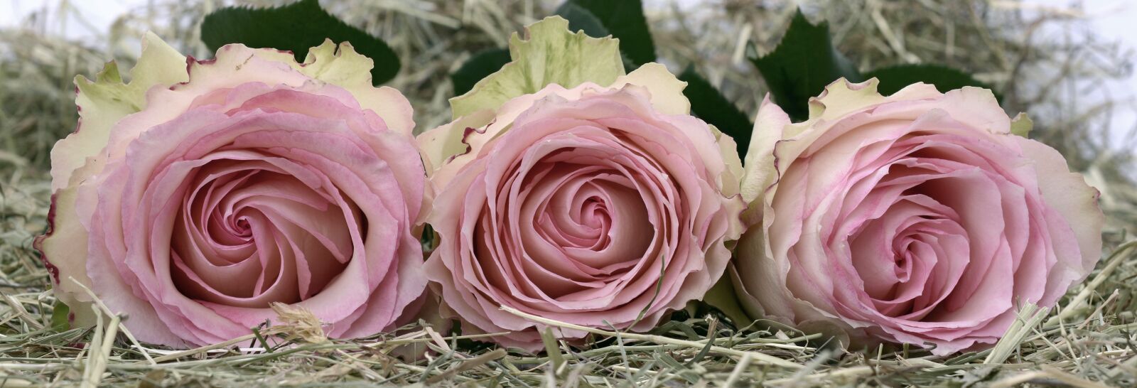 Nikon D7100 sample photo. Roses, pink, rose flower photography