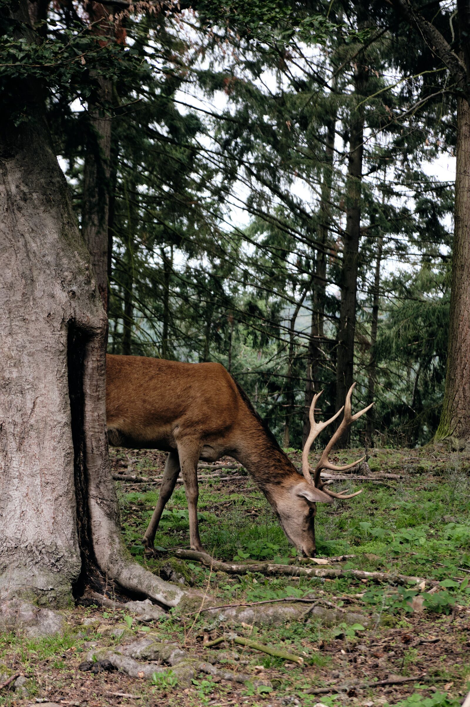 Fujifilm XF 18-55mm F2.8-4 R LM OIS sample photo. Hirsch, animal, wild photography