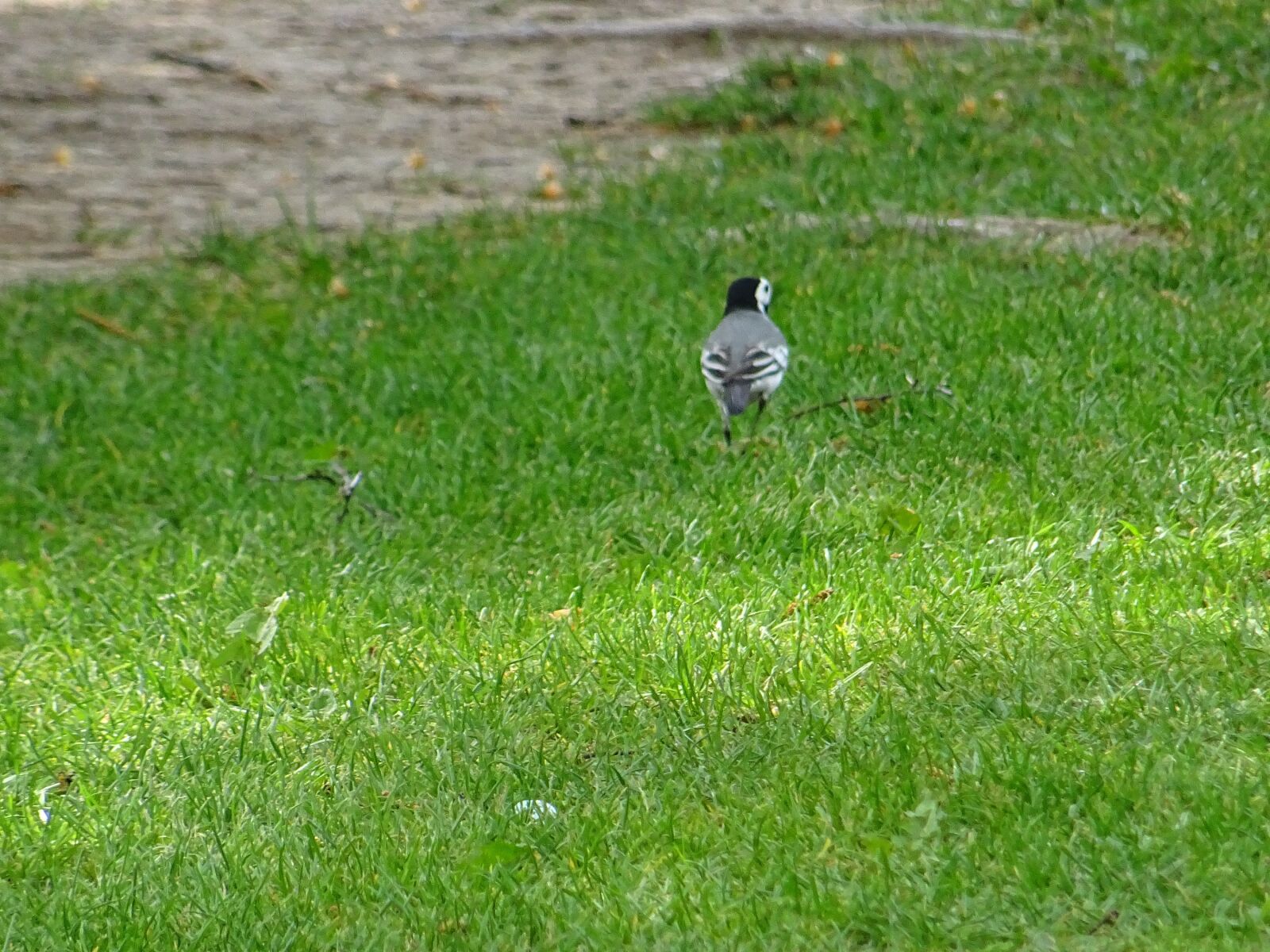Sony DSC-HX60 sample photo. White wagtail, bird, garden photography