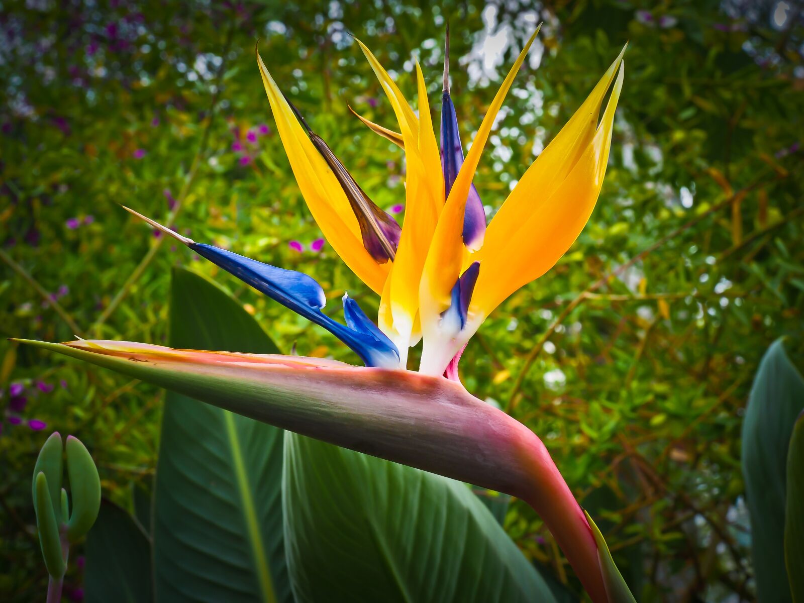 Olympus OM-D E-M10 sample photo. Bird of paradise flower photography
