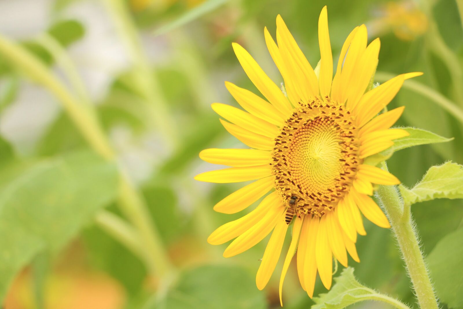 Canon EOS 70D sample photo. Flower, sunflower, yellow photography
