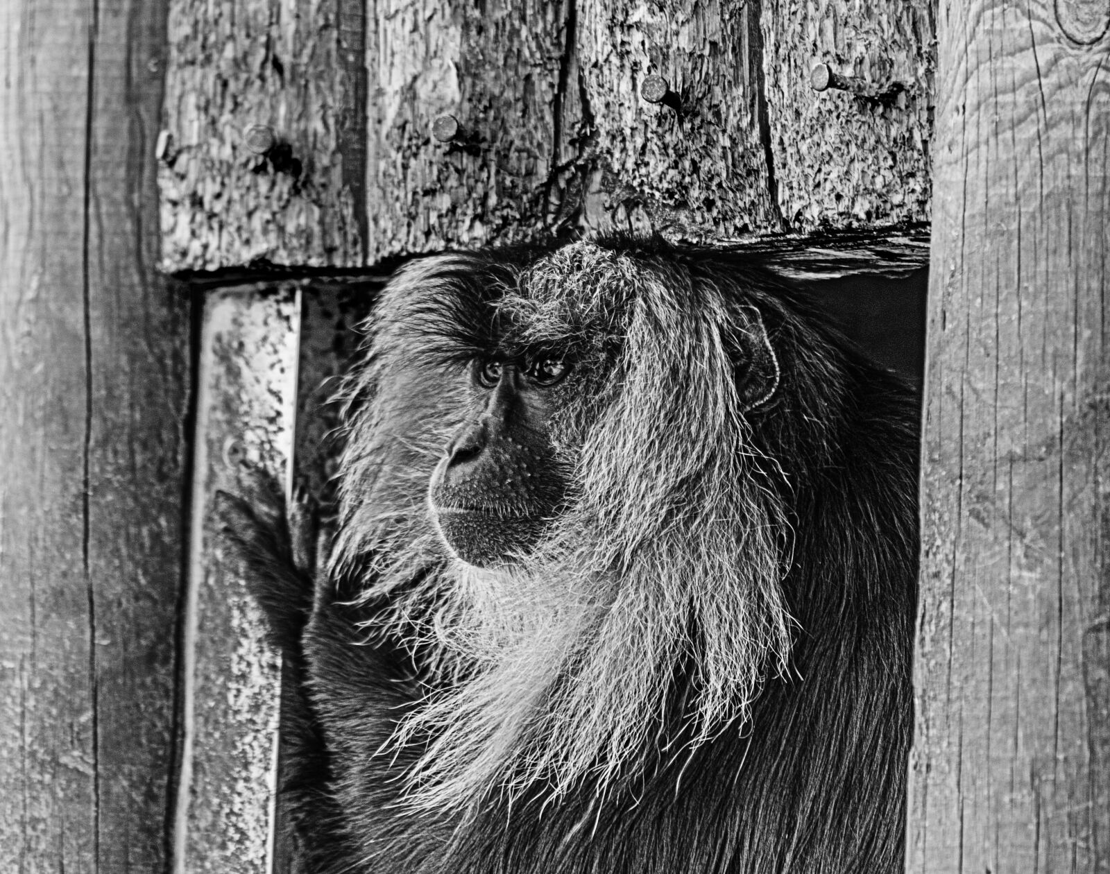 Nikon D7000 sample photo. Monkey, zoo, animal photography