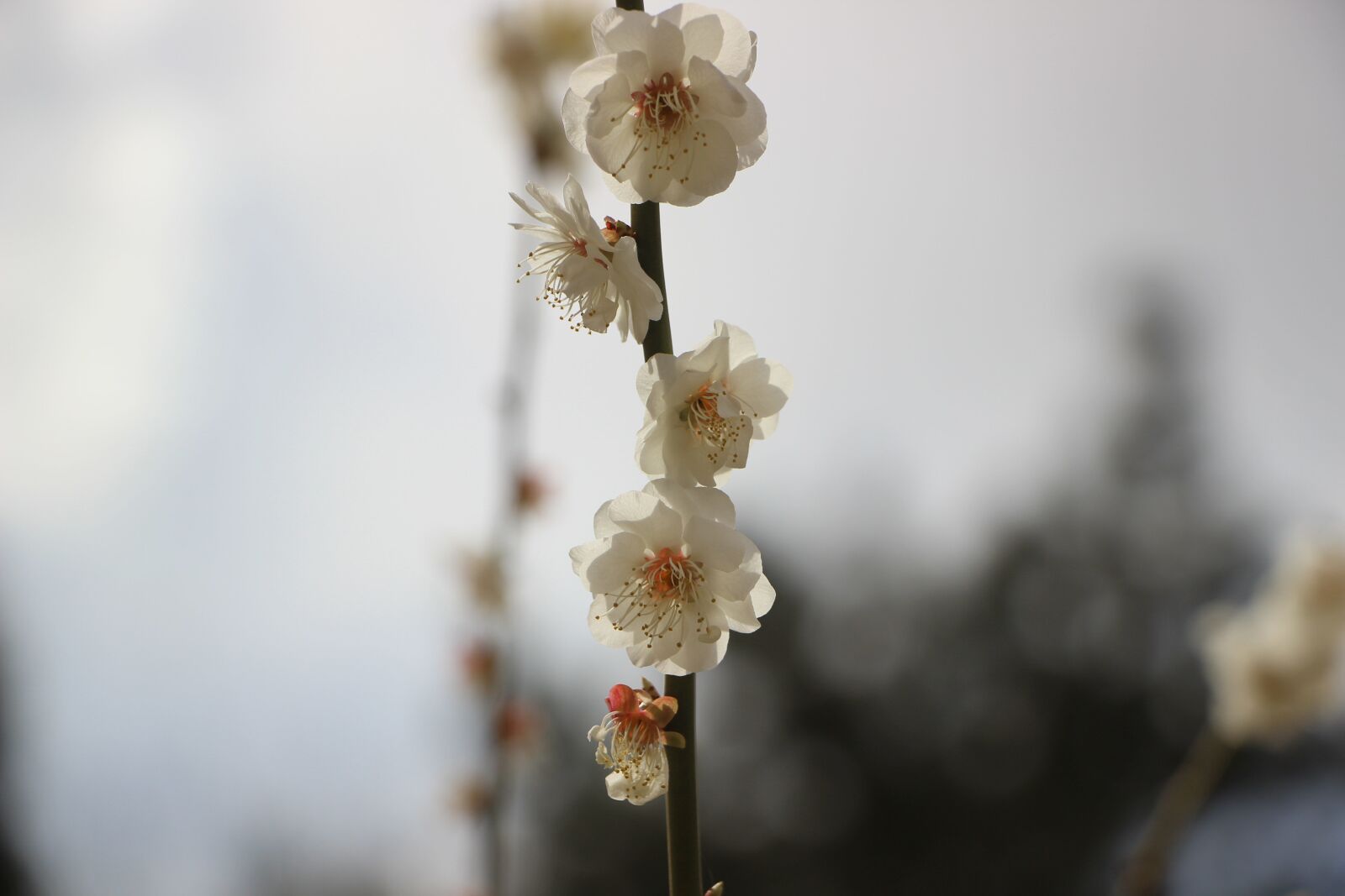 Canon EOS 600D (Rebel EOS T3i / EOS Kiss X5) sample photo. Flowers, white flowers, plum photography