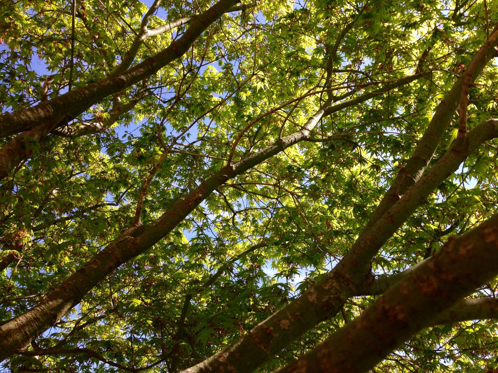 iPhone 5 back camera 4.12mm f/2.4 sample photo. Tree, green, leaf photography