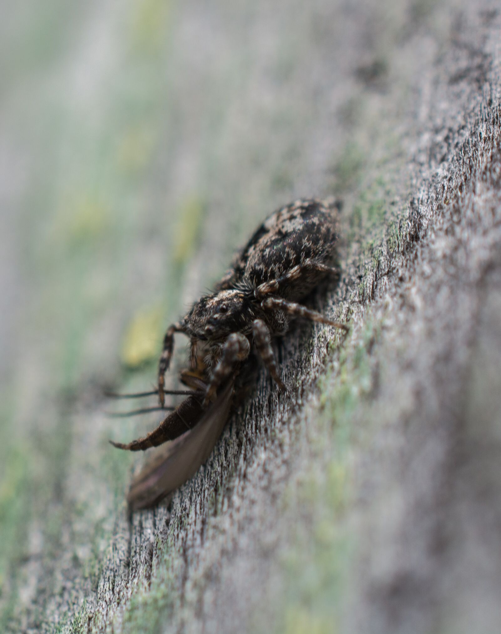 Nikon D5200 sample photo. Spider, victim, death photography