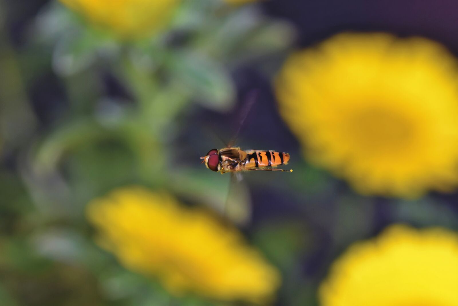 Nikon D7200 sample photo. Hover fly, fly, insect photography