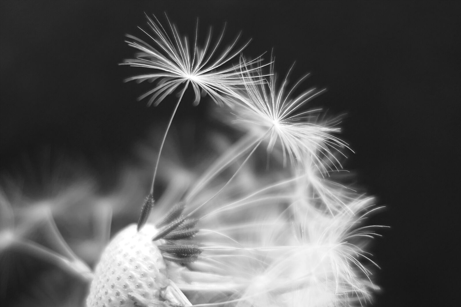 Panasonic Lumix DMC-LX10 (Lumix DMC-LX15) sample photo. Dandelion, dandelion flower, umbrella photography