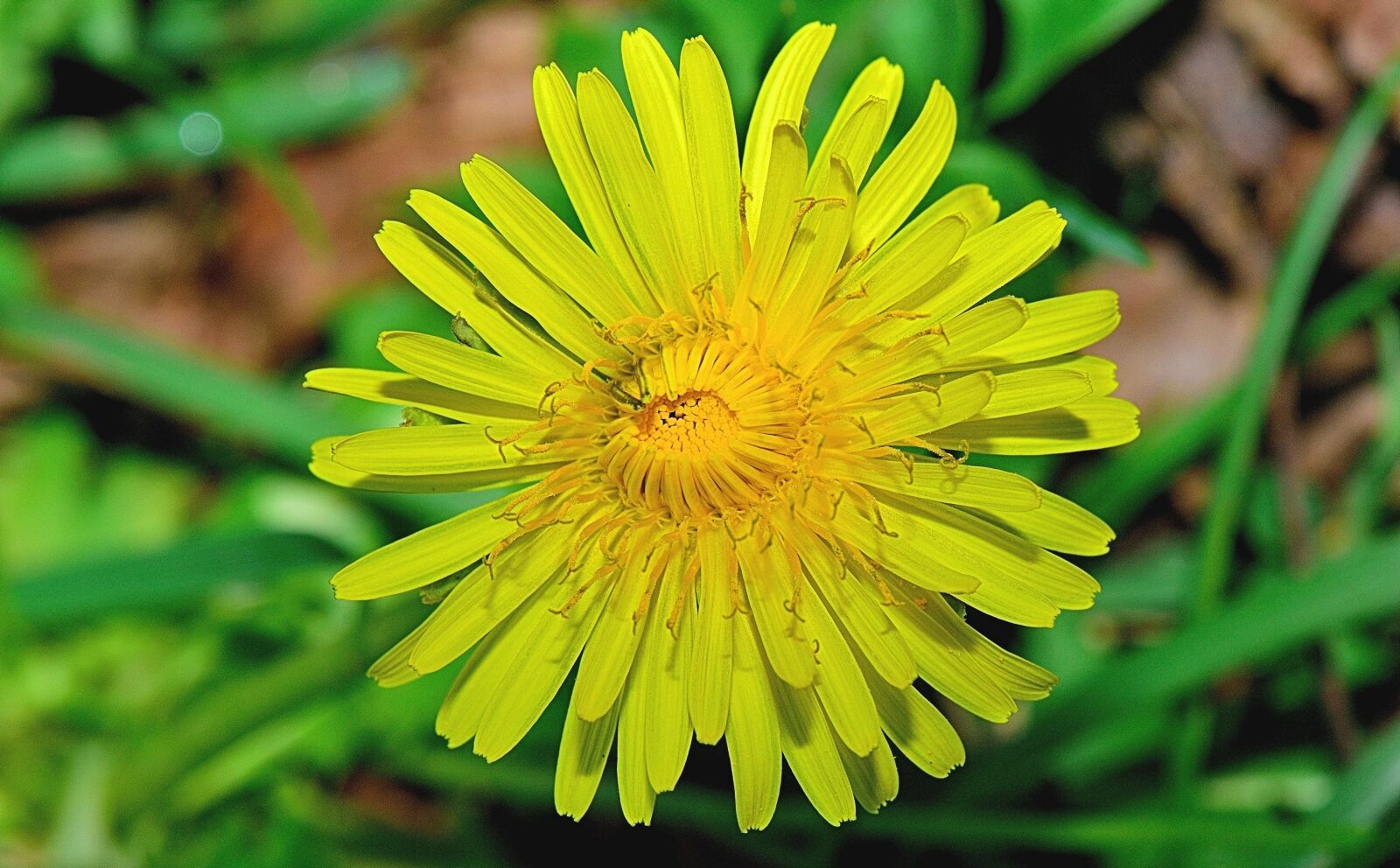 Nikon D5300 sample photo. Nature, flower, flowers photography