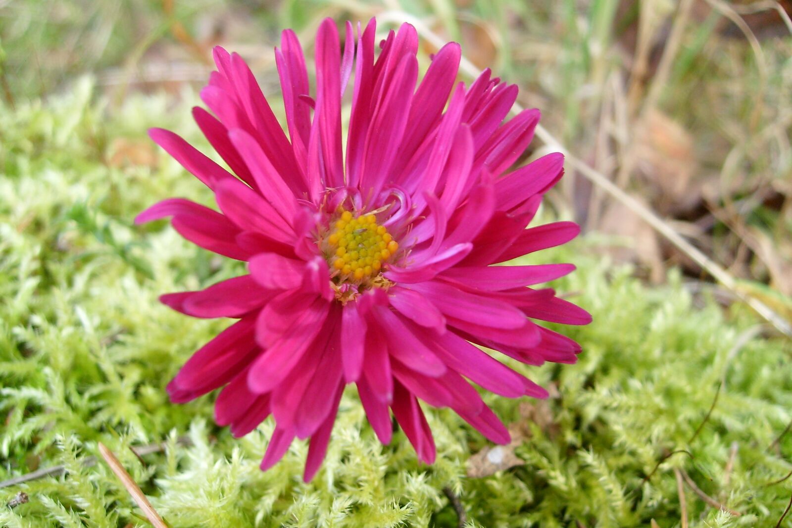 Samsung KENOX S730  / Samsung S730 sample photo. Beautiful flower, purple, meadow photography