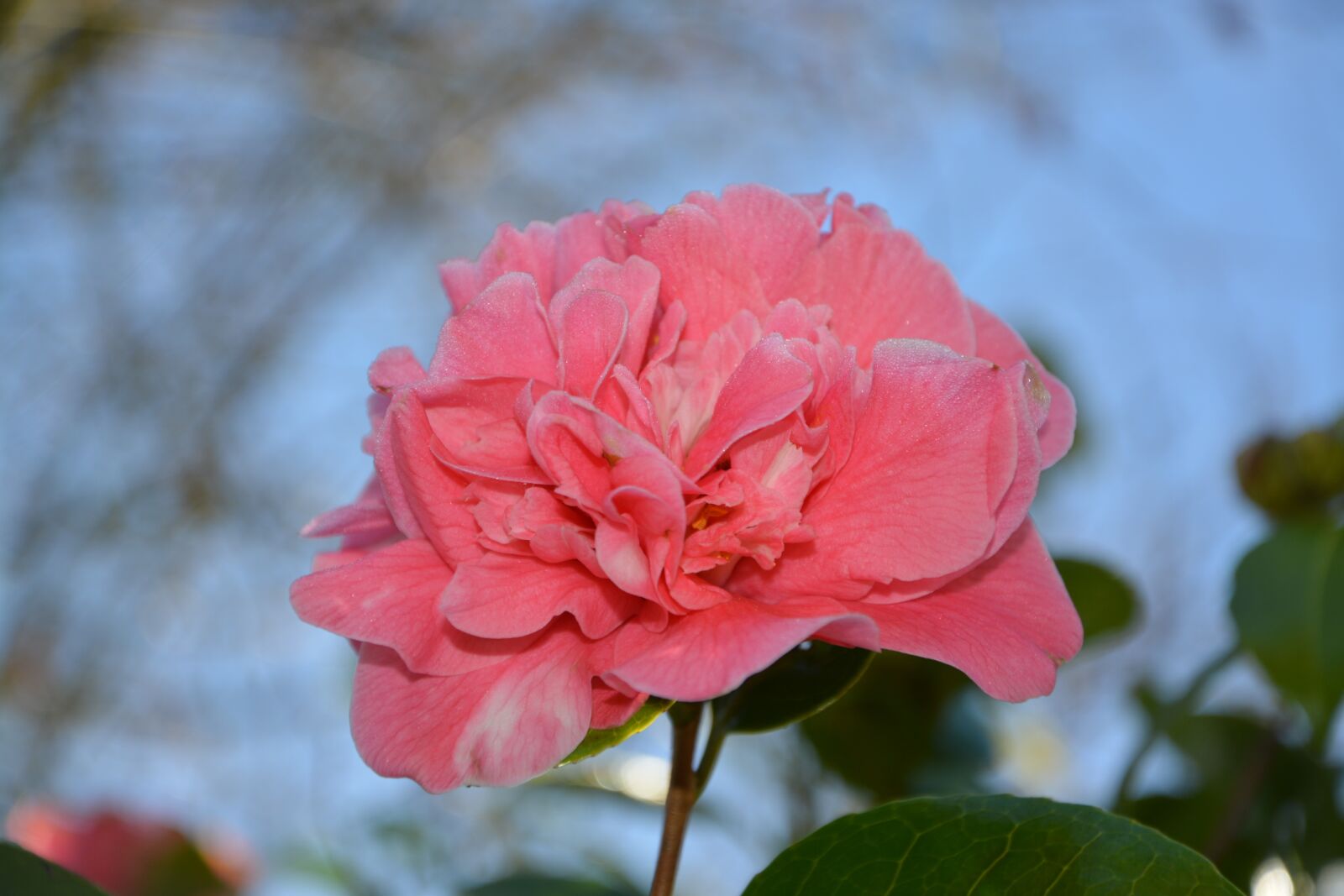 Nikon D5200 sample photo. Flower, flower color pink photography