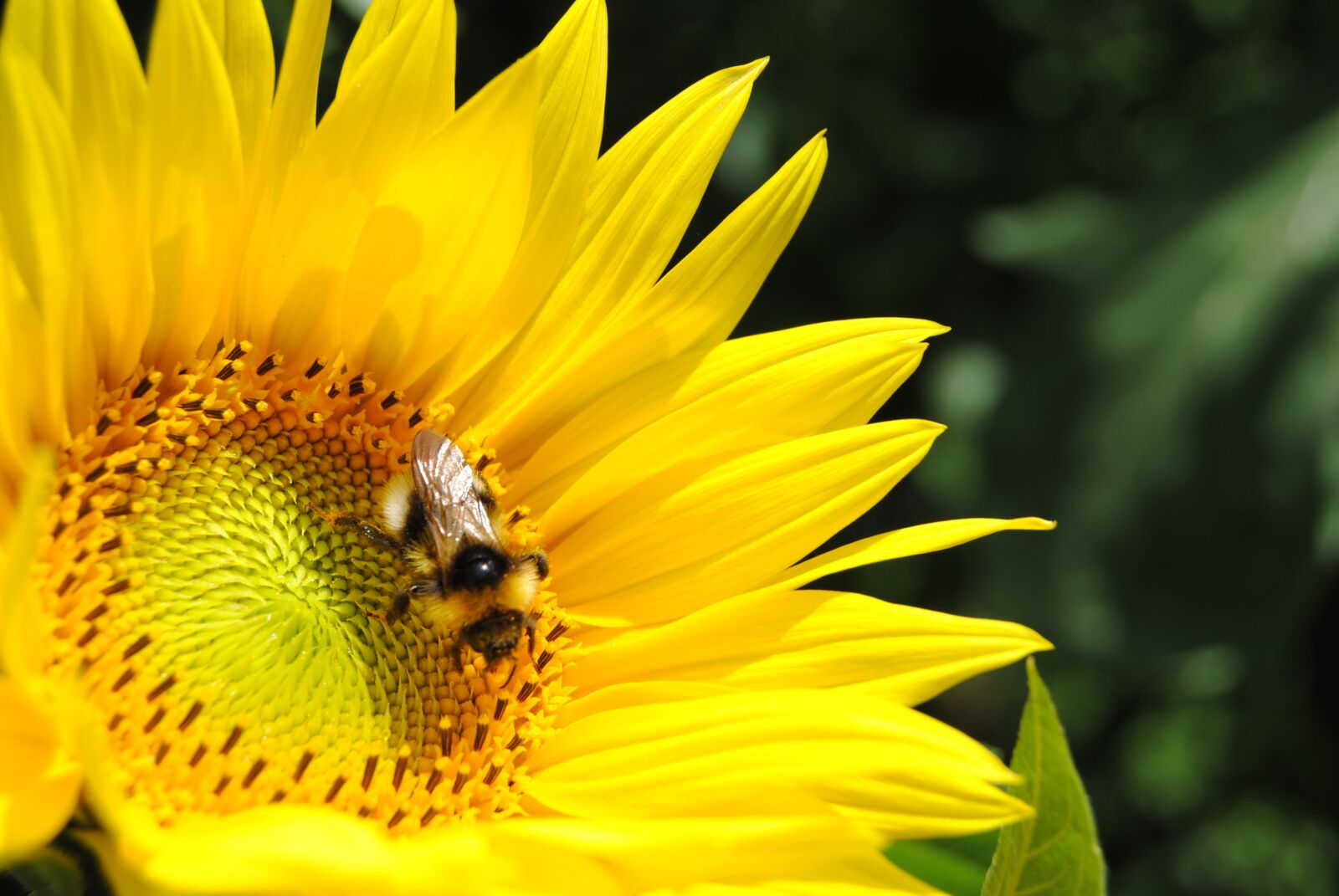 Nikon D3000 sample photo. Close up, sunflower, hummel photography