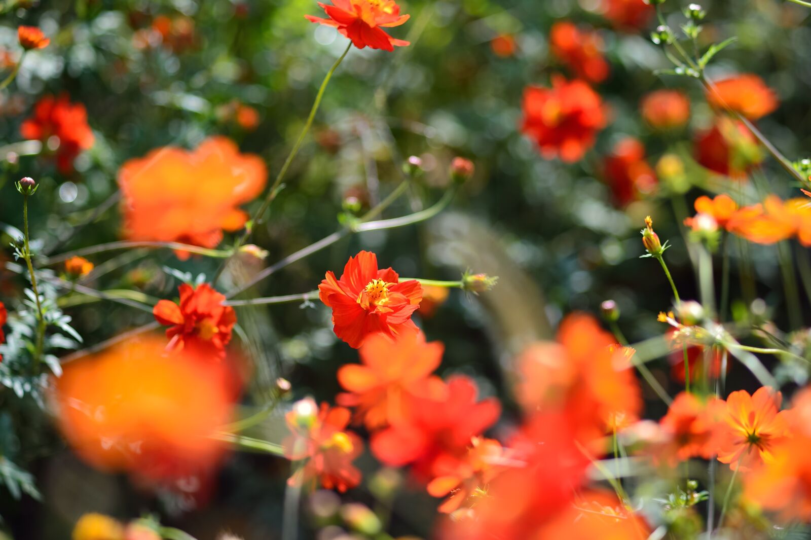 Nikon Df sample photo. Landscape, plant, flowers photography