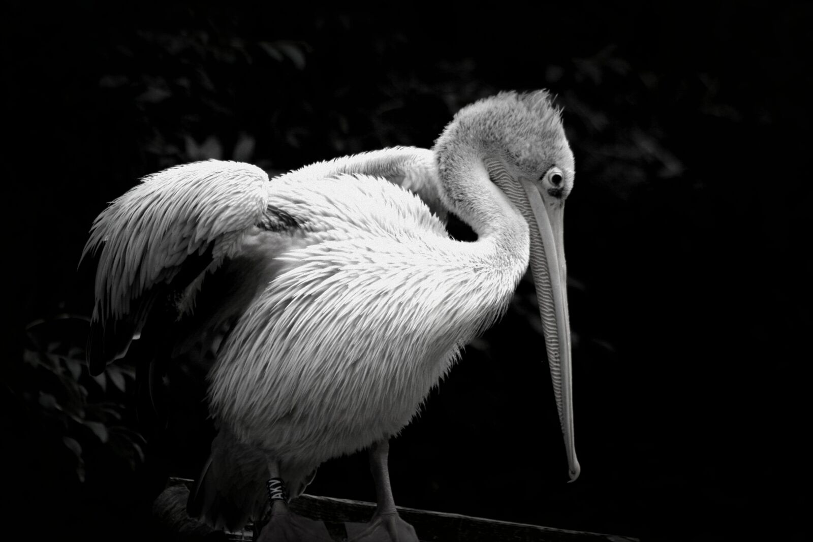 Canon EOS 350D (EOS Digital Rebel XT / EOS Kiss Digital N) sample photo. Bird, pelican, zoo photography