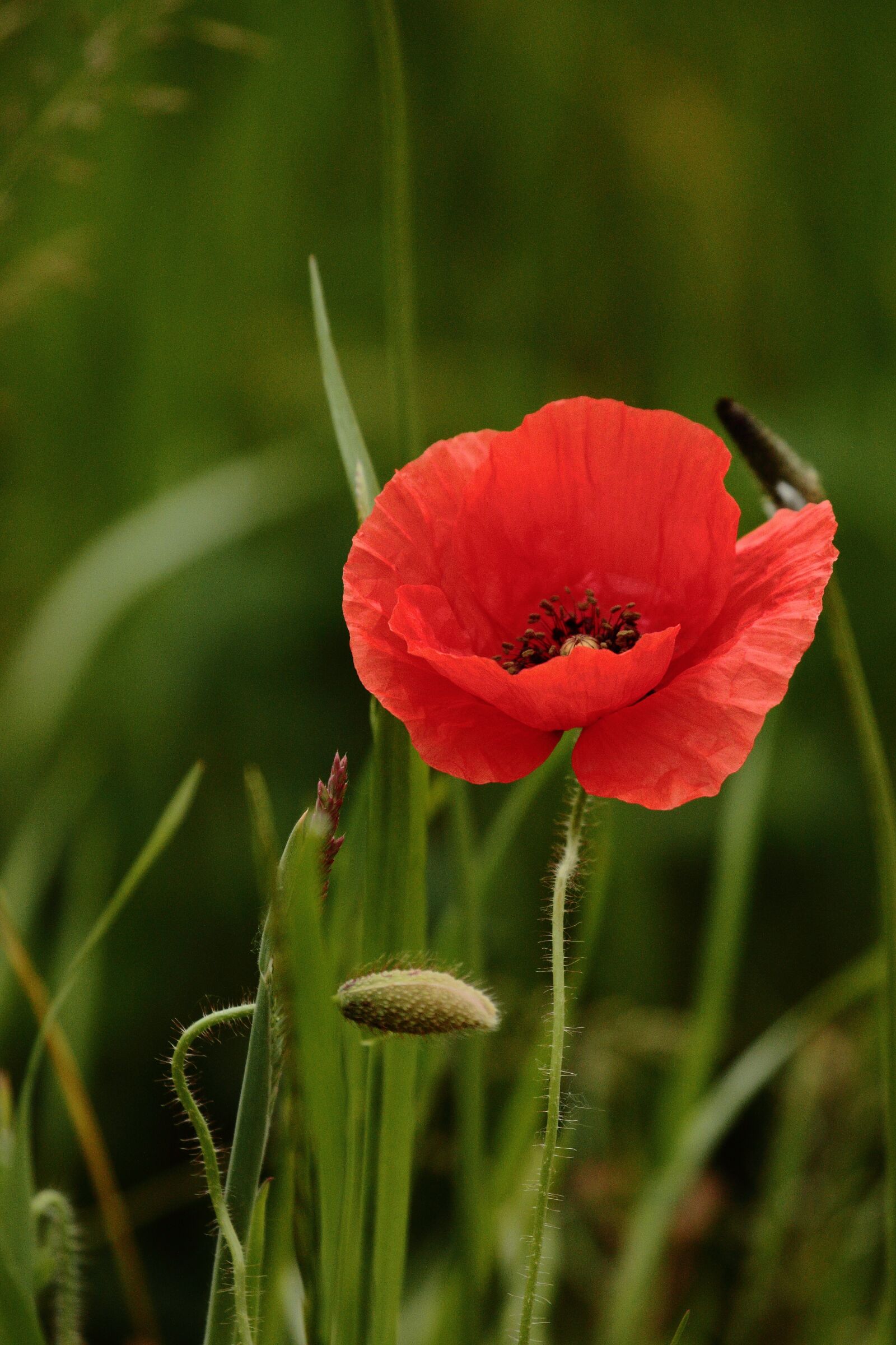 Canon EOS 7D Mark II sample photo. Poppy, field, flower photography