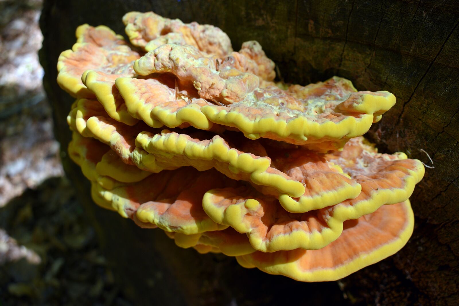 Nikon D3400 sample photo. Hub, mushroom, nature photography
