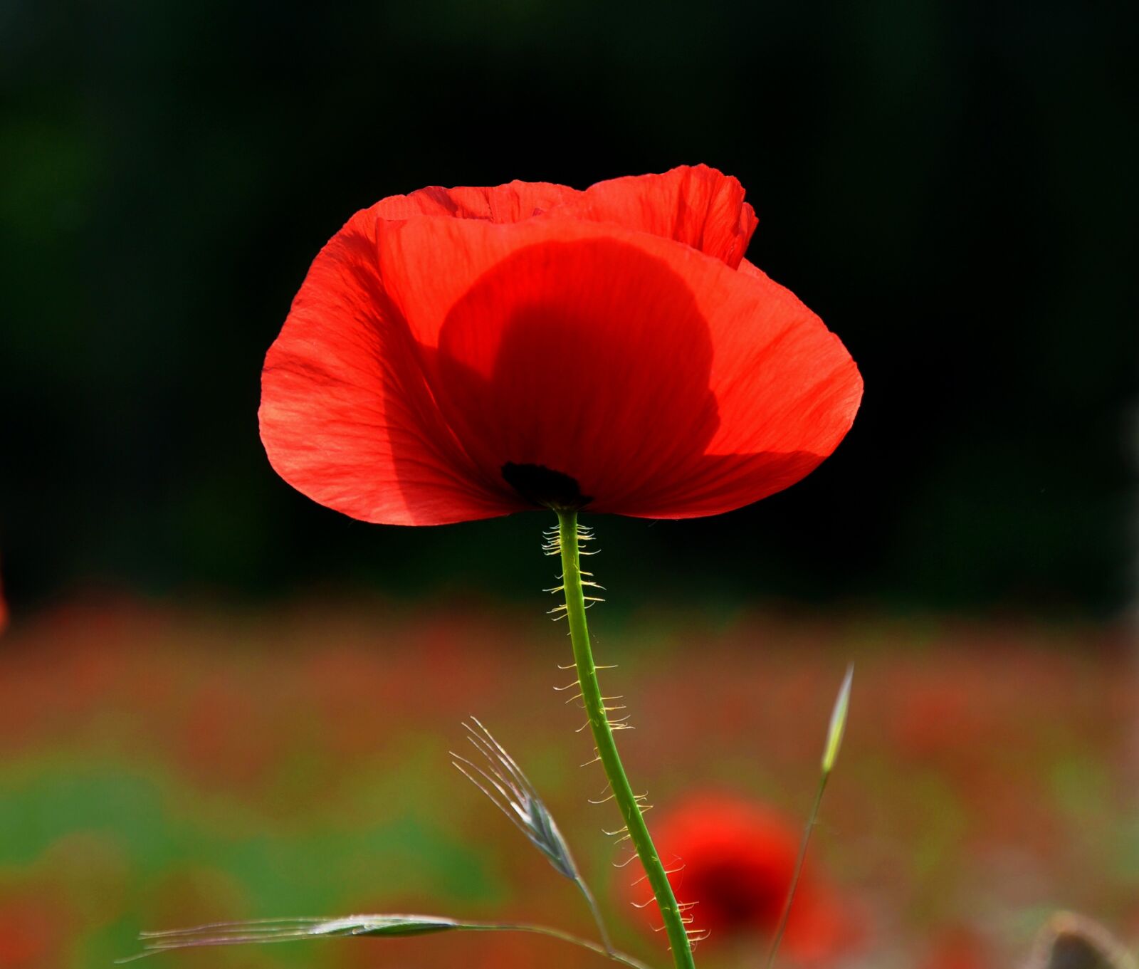 Nikon D90 sample photo. Spring, nature, poppy photography