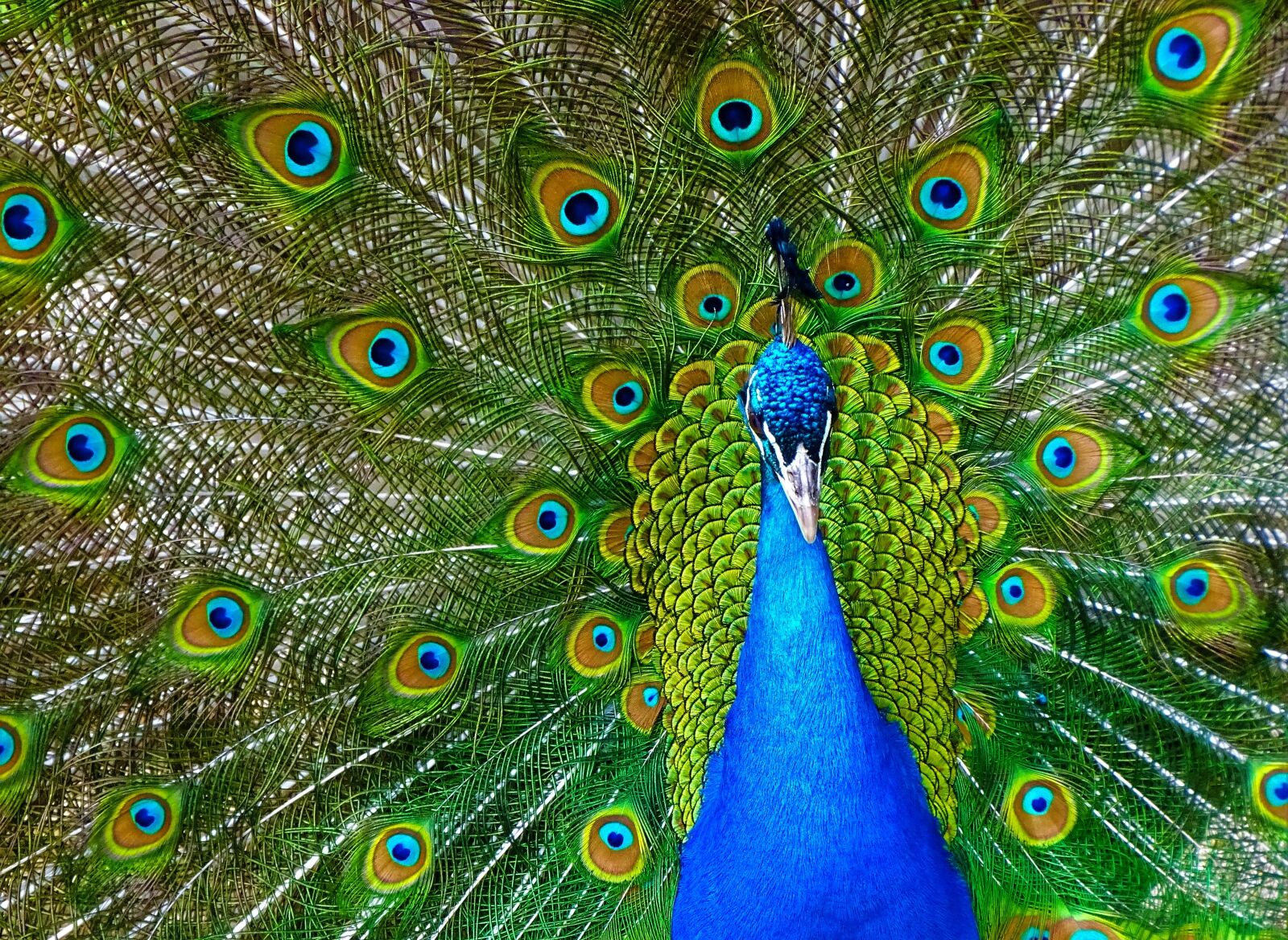 Sony Cyber-shot DSC-HX400V sample photo. Peacock, bird, plumage photography