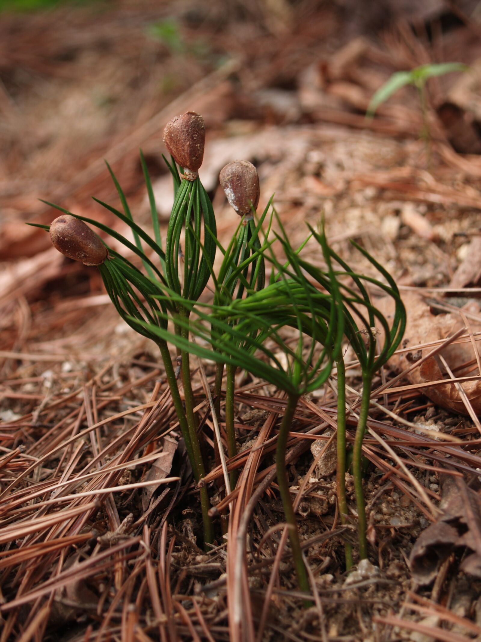 Olympus E-300 (EVOLT E-300) sample photo. Nature, plants, pinus koraiensis photography