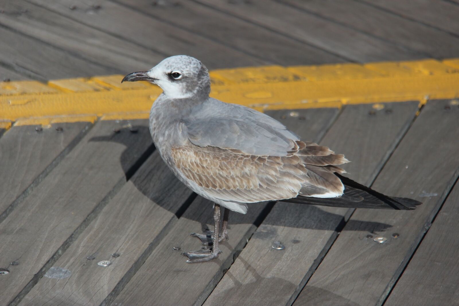 Canon EOS 600D (Rebel EOS T3i / EOS Kiss X5) + Canon EF-S 18-200mm F3.5-5.6 IS sample photo. Bird, seagull, outdoor photography