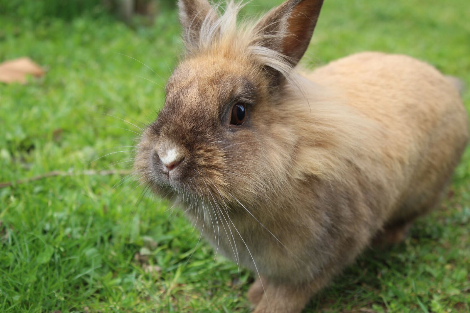 Canon EOS 4000D (EOS Rebel T100 / EOS 3000D) sample photo. Rabbit, grass, pet photography