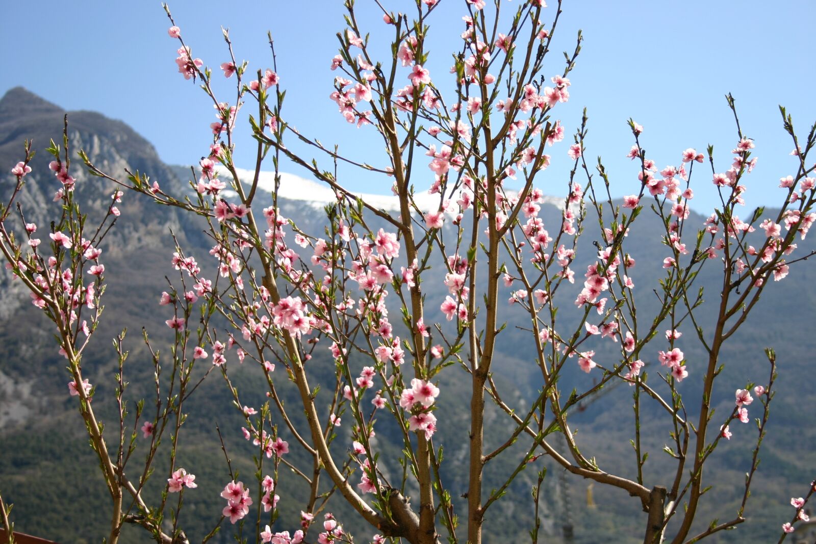Canon EOS 300D (EOS Digital Rebel / EOS Kiss Digital) sample photo. Spring, flowers, mountain photography