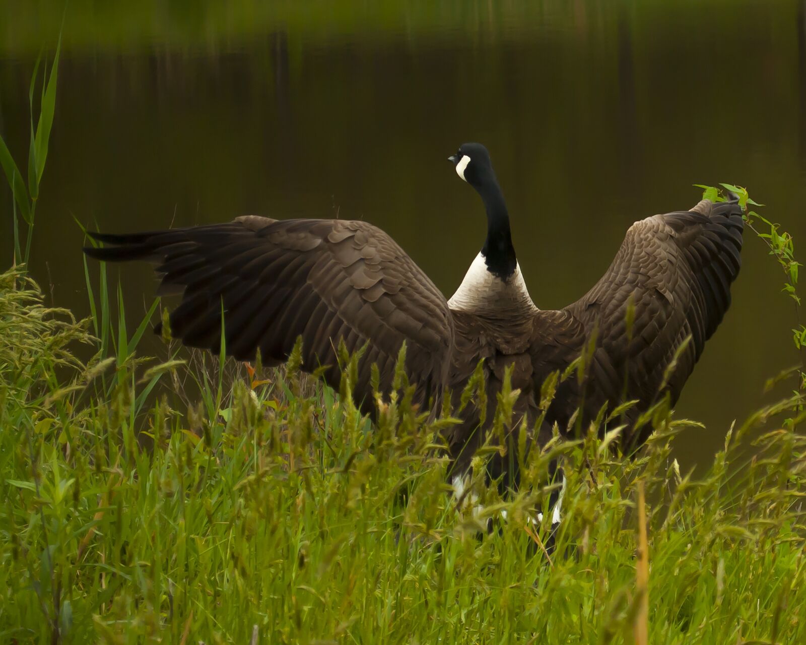Nikon D3000 sample photo. Goose, bird, wildlife photography