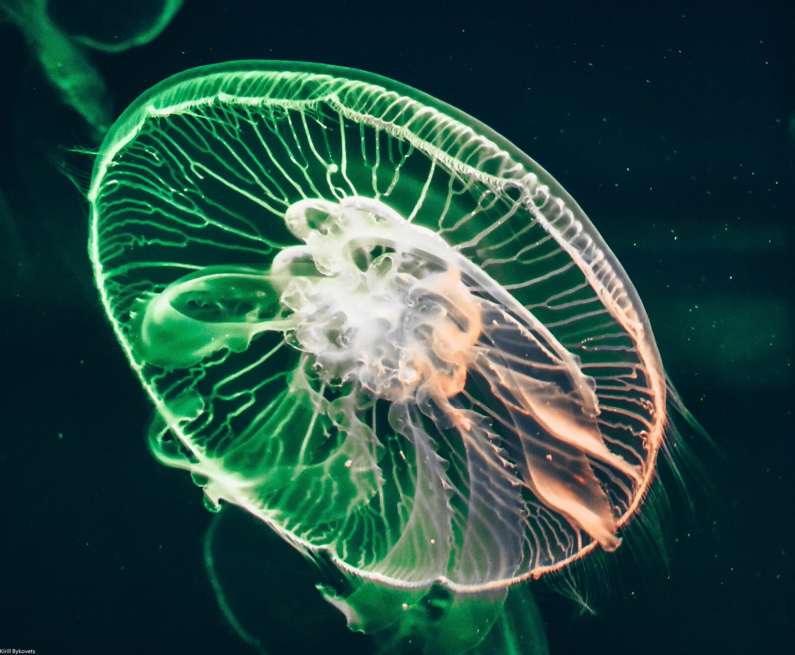 Nikon D3400 sample photo. Jellyfish, underwater, sea photography