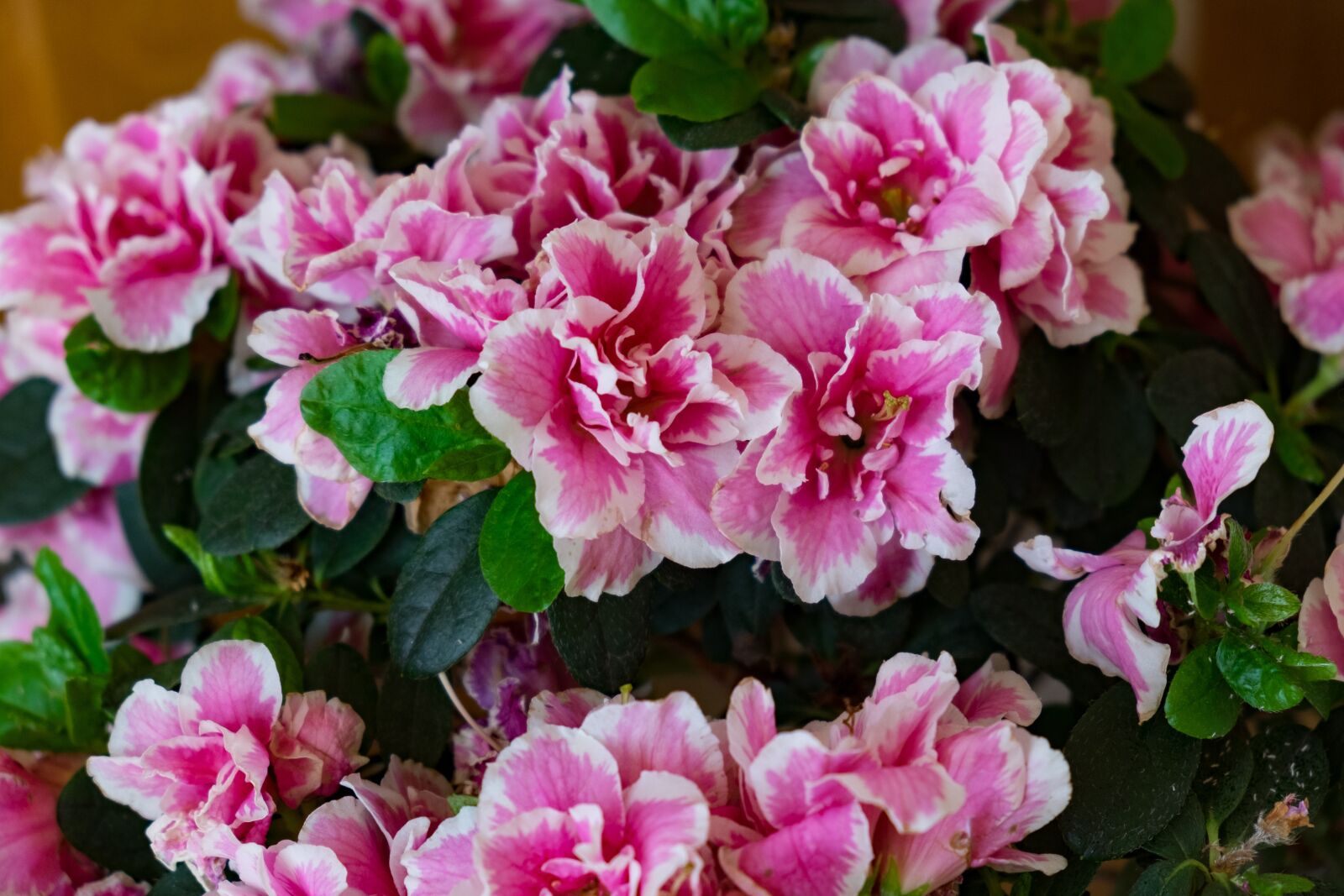 Fujifilm X-T10 sample photo. Flower, azalea, spring photography