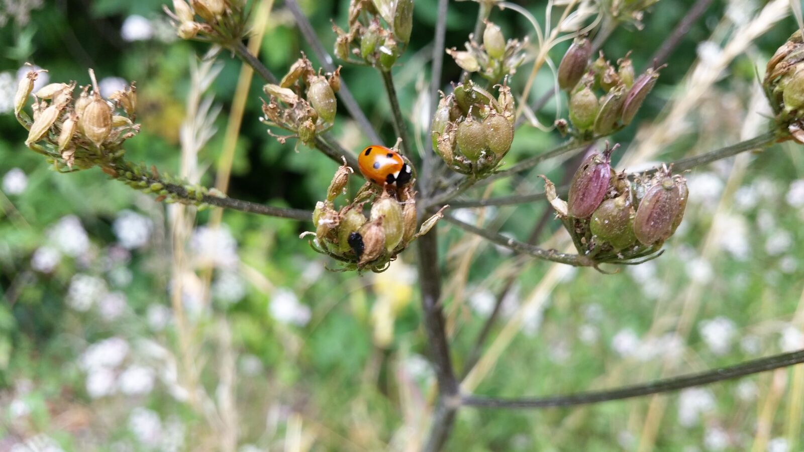 Samsung Galaxy S5 sample photo. Ladybug, nature, life photography