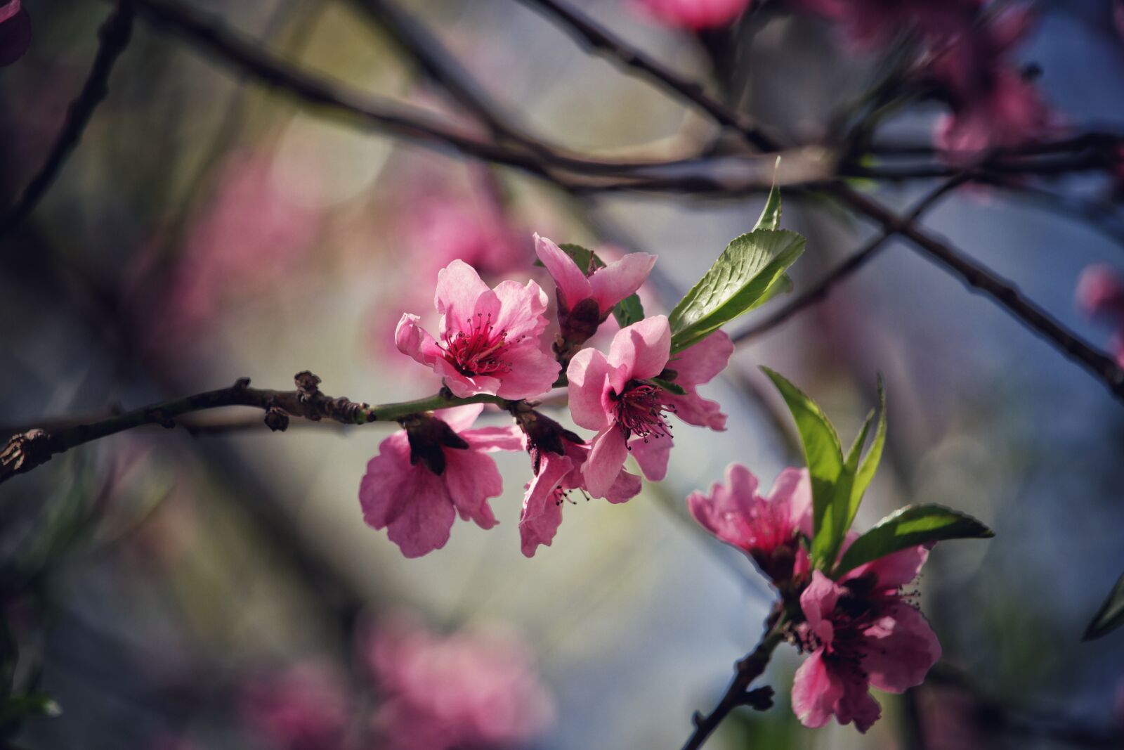 Canon EOS 100D (EOS Rebel SL1 / EOS Kiss X7) sample photo. Branch, tree, flower photography