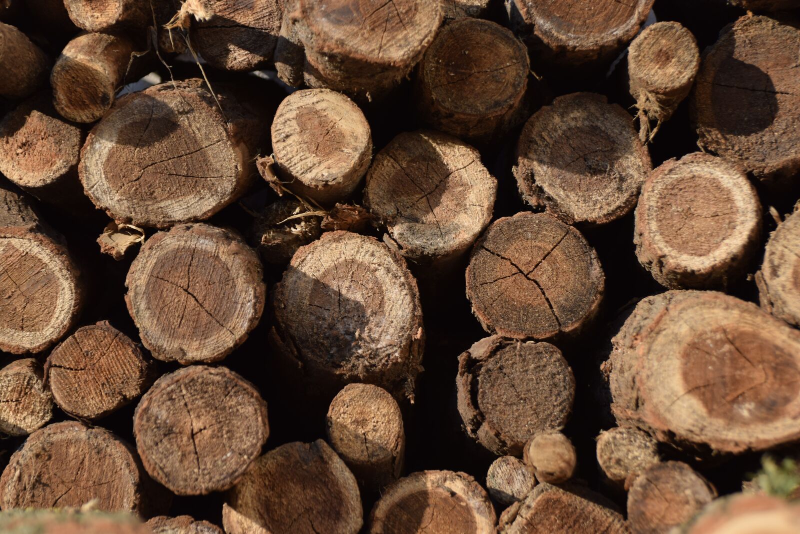 Nikon D5300 sample photo. Brown, log, wood photography