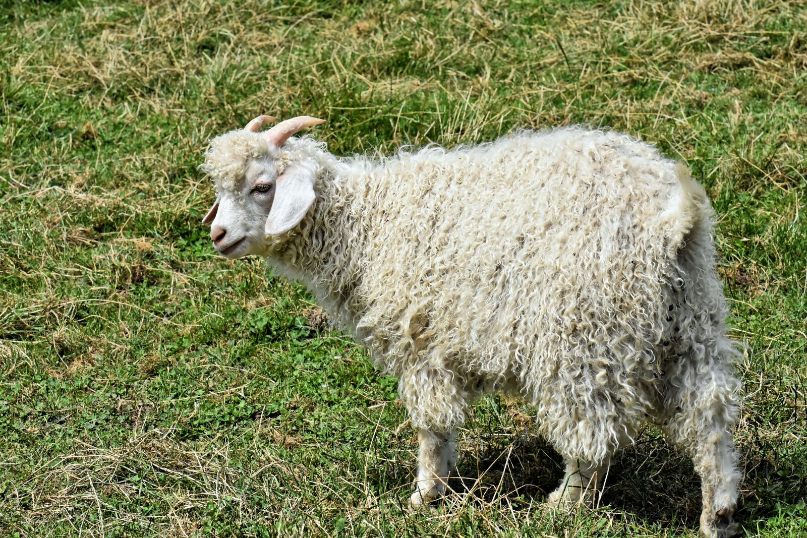 Nikon D7200 sample photo. Billy goat, cashmere goat photography