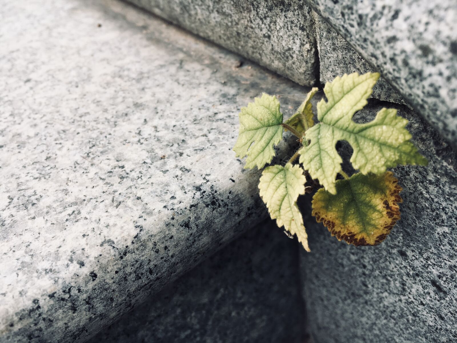 Apple iPhone 6s sample photo. Leaf, nature, background photography
